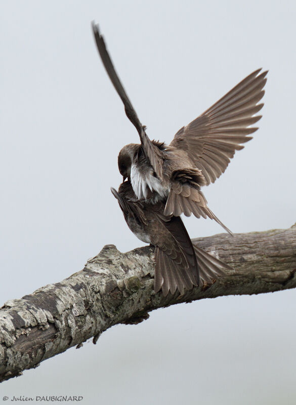 Sand Martin, identification
