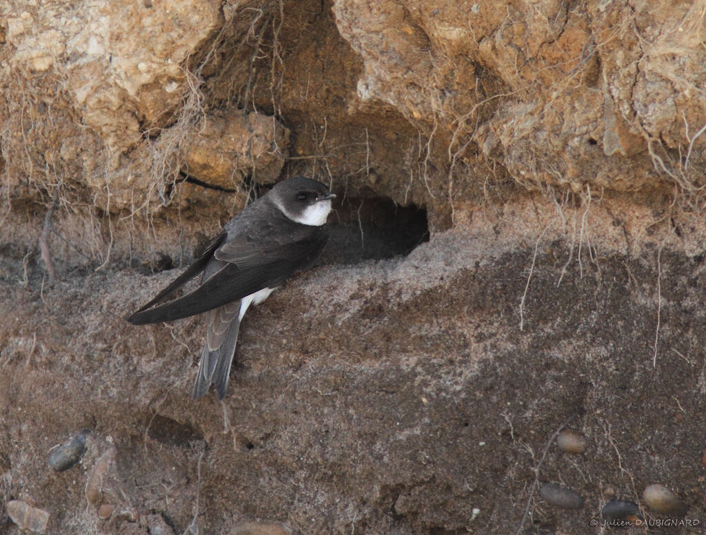Hirondelle de rivage, identification, Nidification