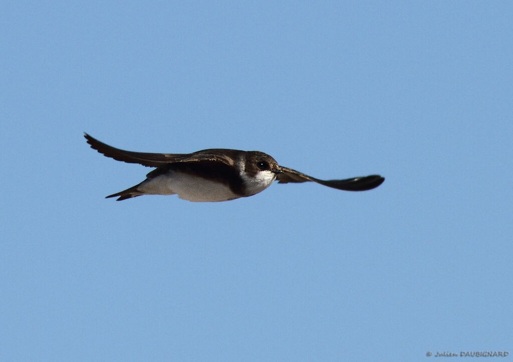 Sand Martin, Flight
