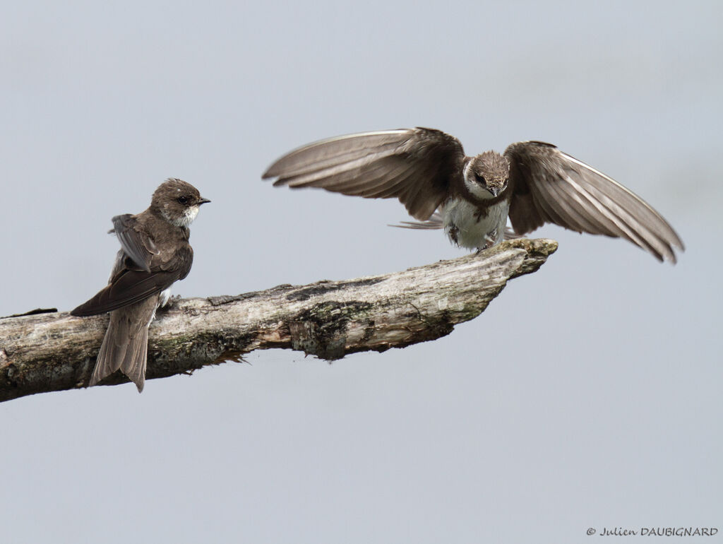 Sand Martin, identification