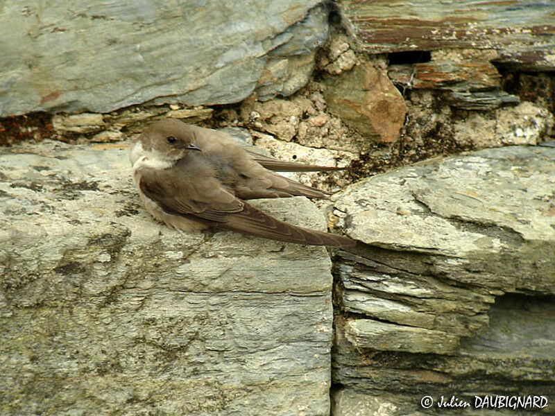 Eurasian Crag Martin
