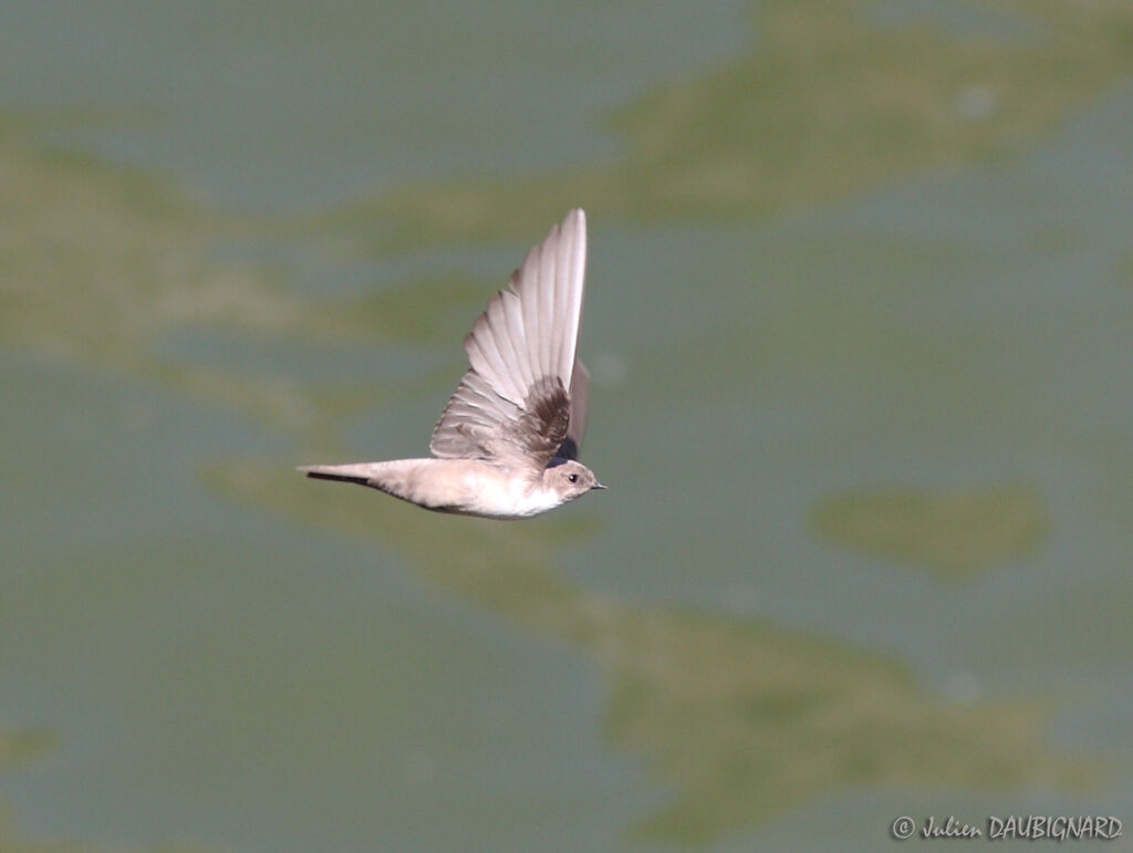 Eurasian Crag Martin, Flight