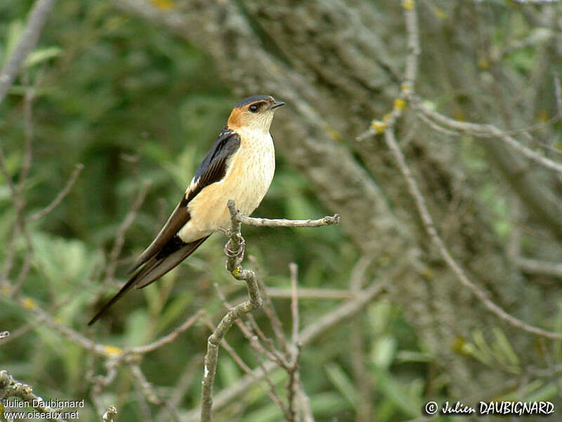 European Red-rumped Swallow male adult breeding, pigmentation