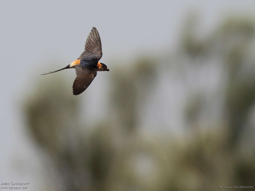 European Red-rumped Swallow male adult, pigmentation, Flight, Reproduction-nesting