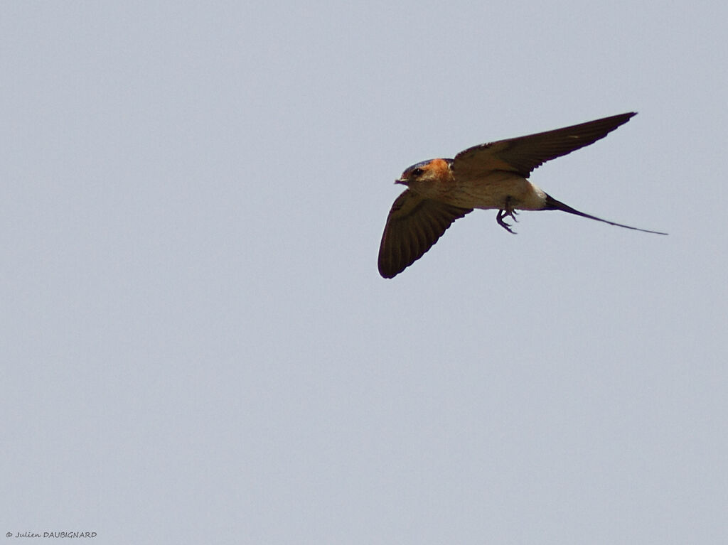 European Red-rumped Swallowadult, Flight