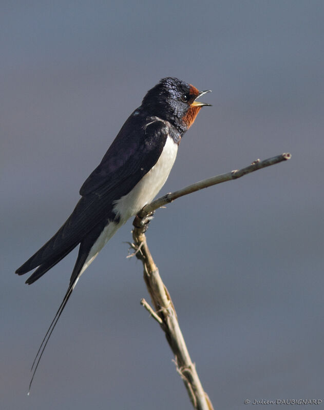 Barn Swallow, identification, song