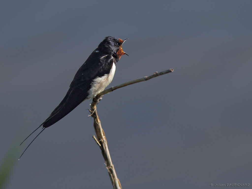 Hirondelle rustiqueadulte, identification, chant