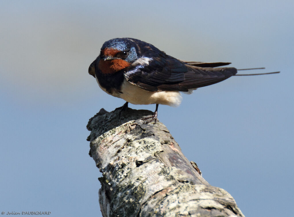 Hirondelle rustique, identification