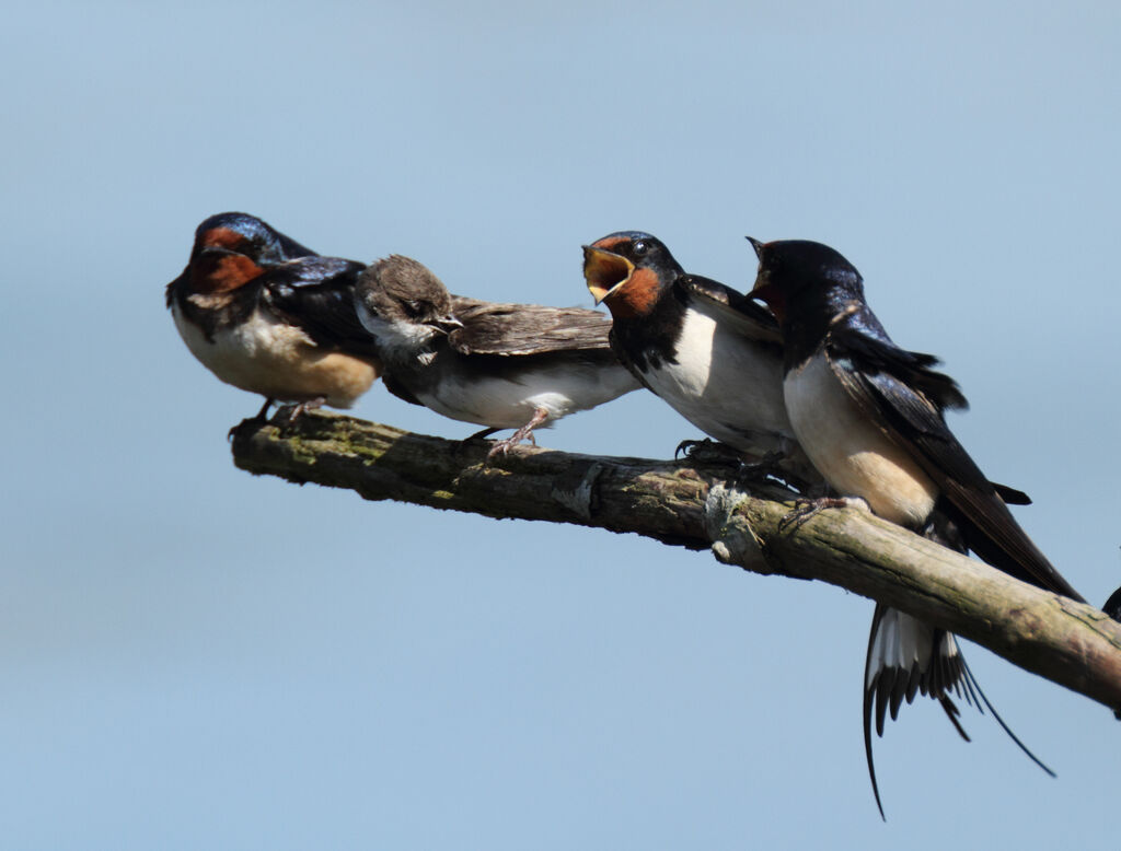 Hirondelle rustique, identification