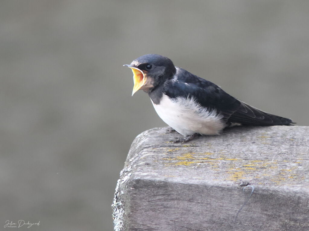 Hirondelle rustiquejuvénile, identification