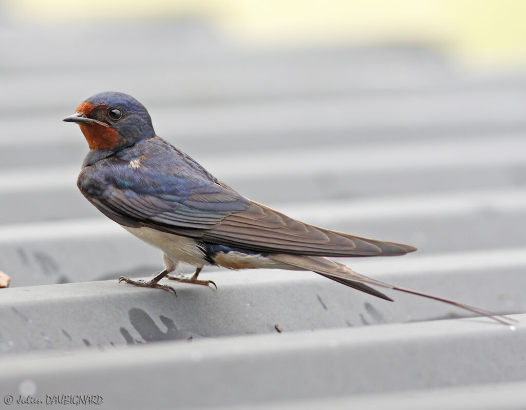 Hirondelle rustiqueadulte, identification