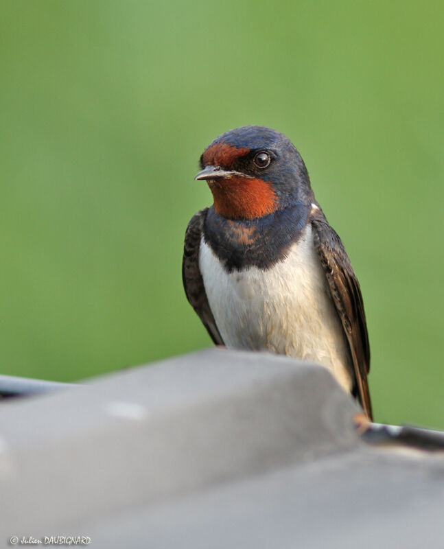 Hirondelle rustiqueadulte, identification