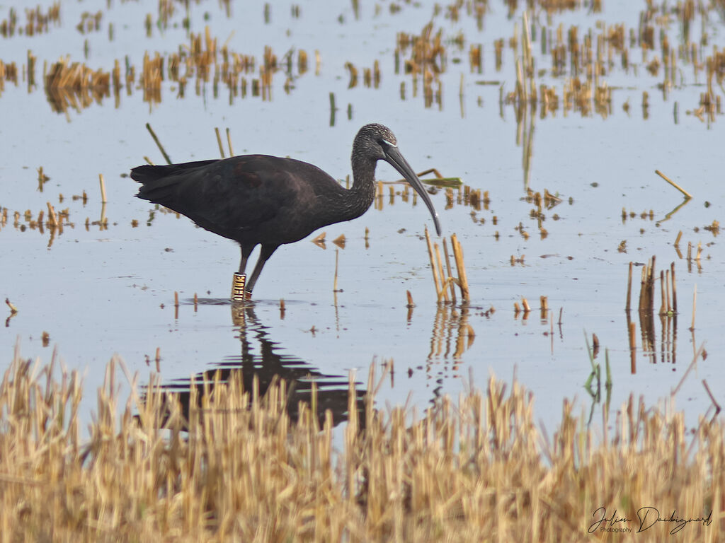 Ibis falcinelle, identification