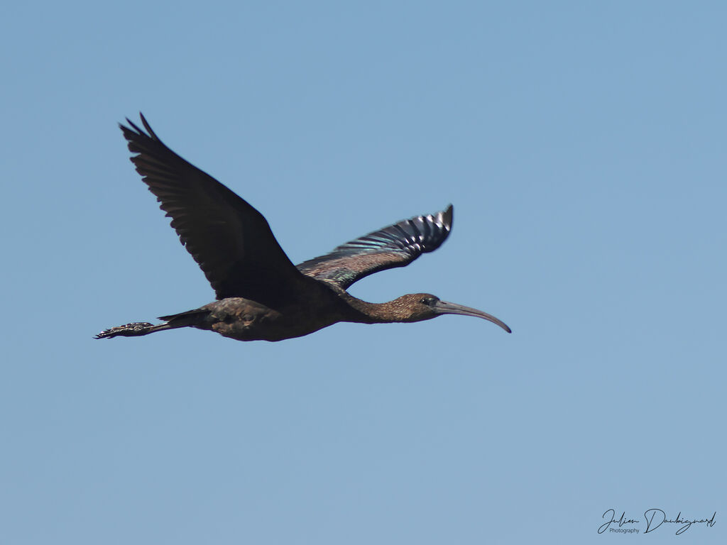Ibis falcinelle, Vol