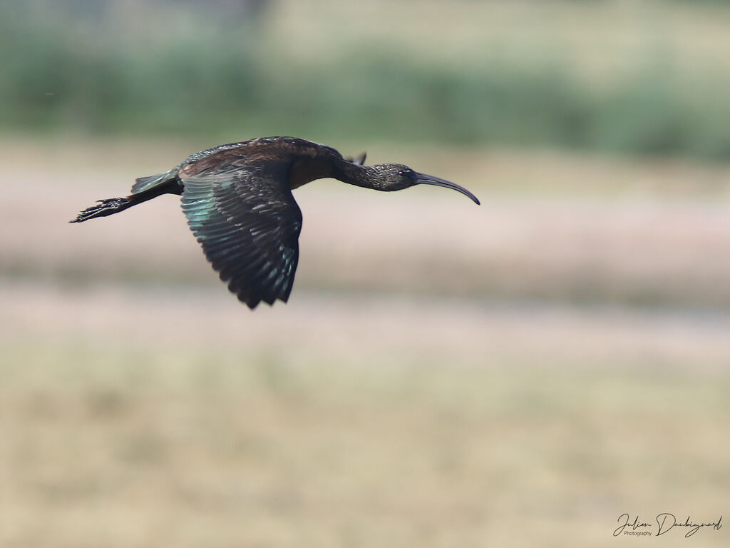 Ibis falcinelle, Vol