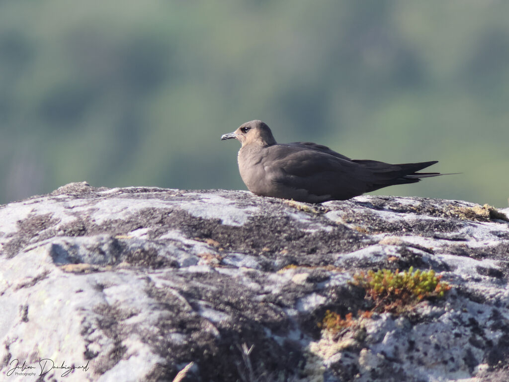 Labbe parasite, identification