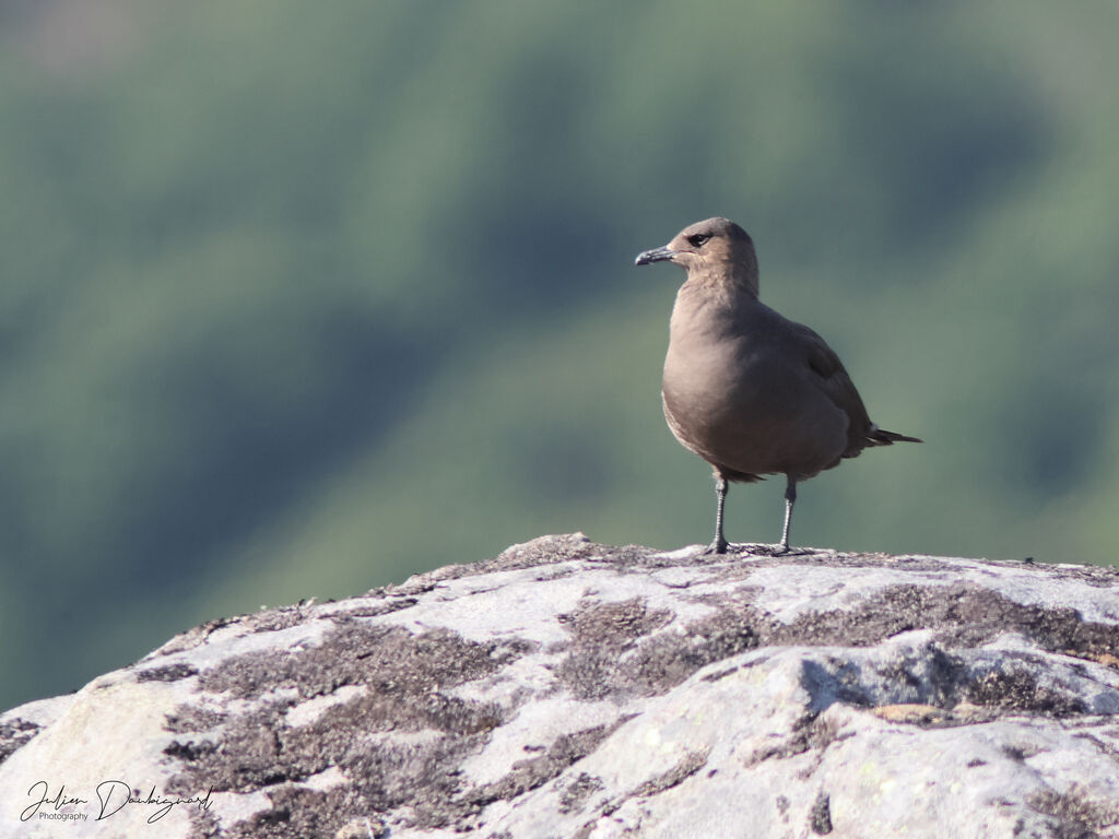 Labbe parasite, identification