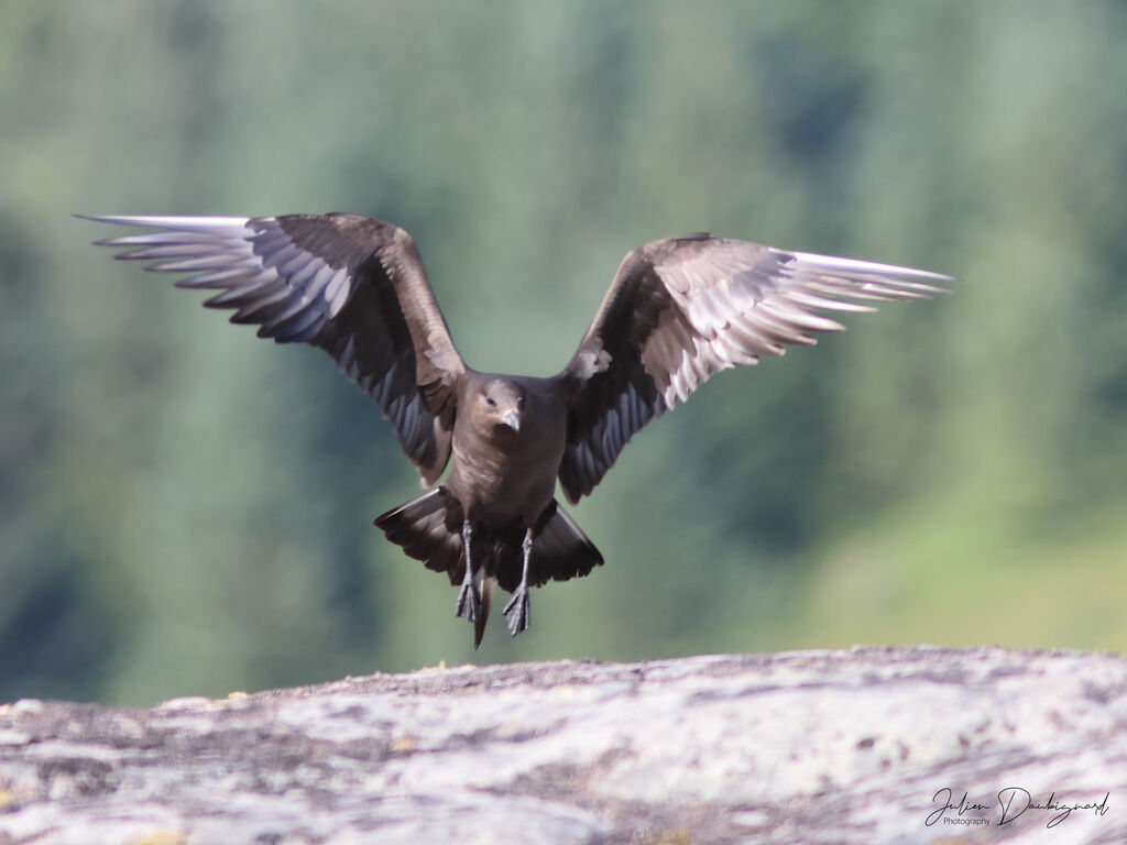 Labbe parasite, identification