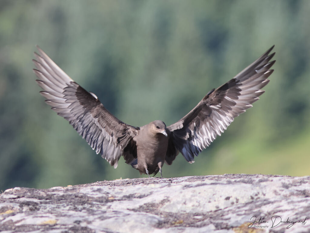 Labbe parasite, identification
