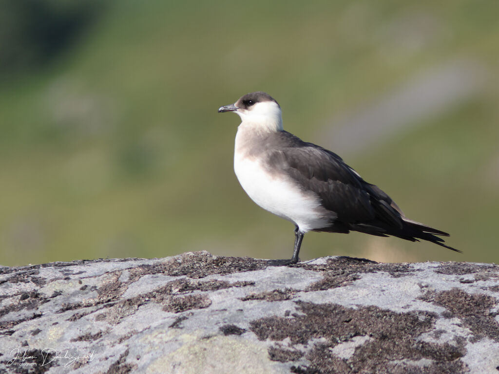Labbe parasite, identification