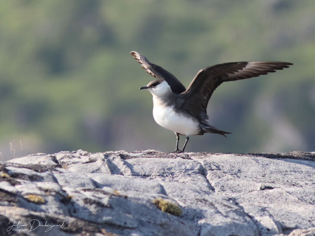 Labbe parasite, identification