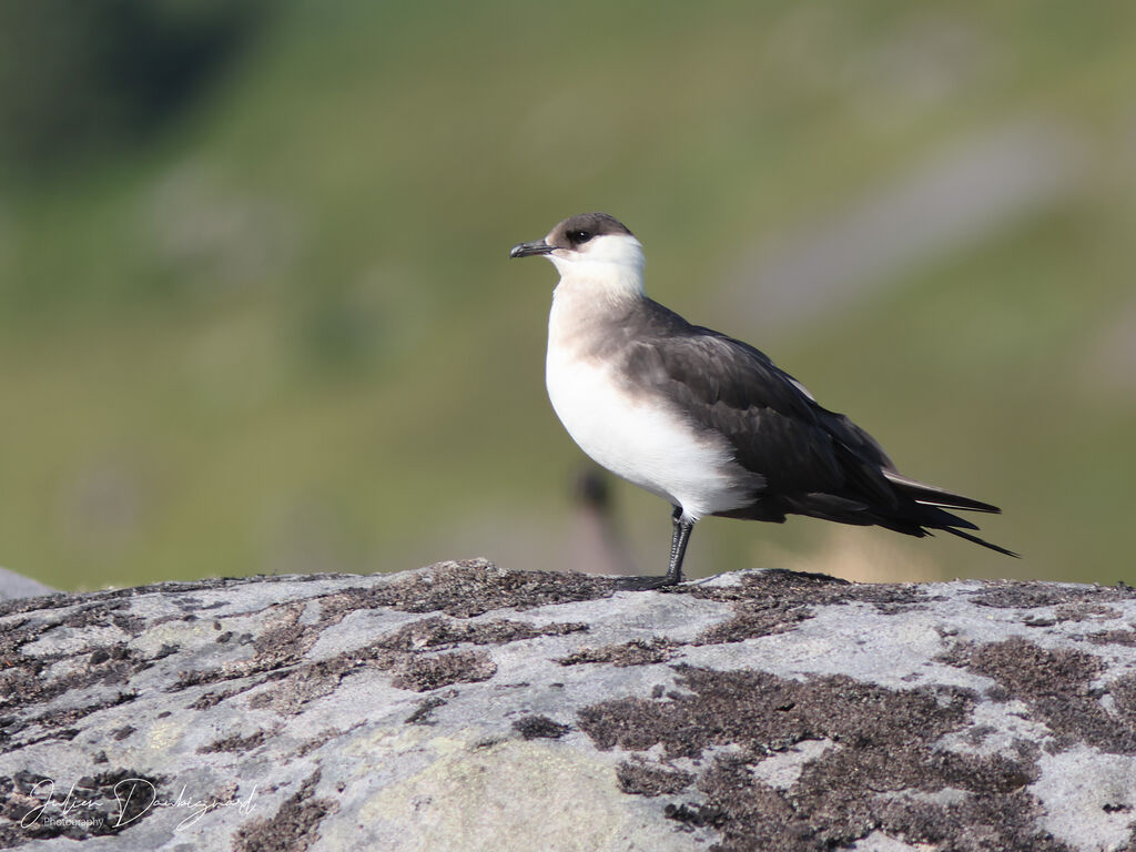 Labbe parasite, identification