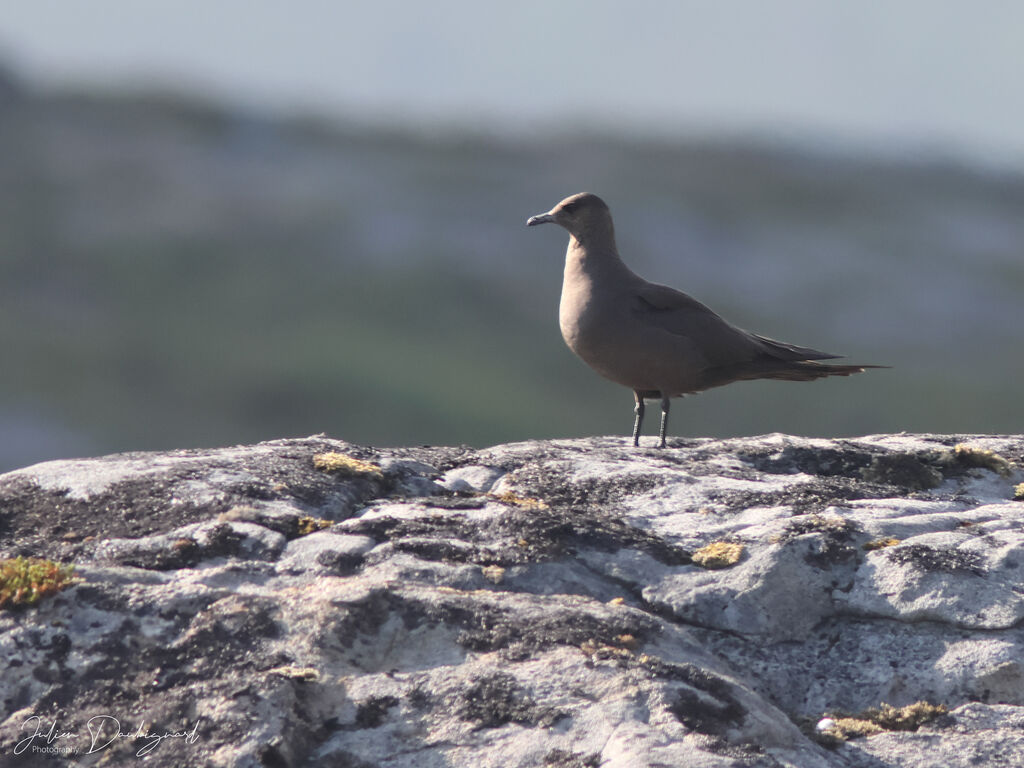 Labbe parasite, identification