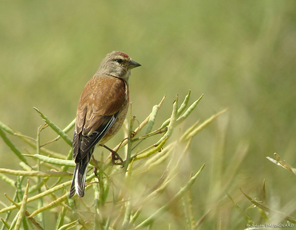 Linotte mélodieuse mâle, identification