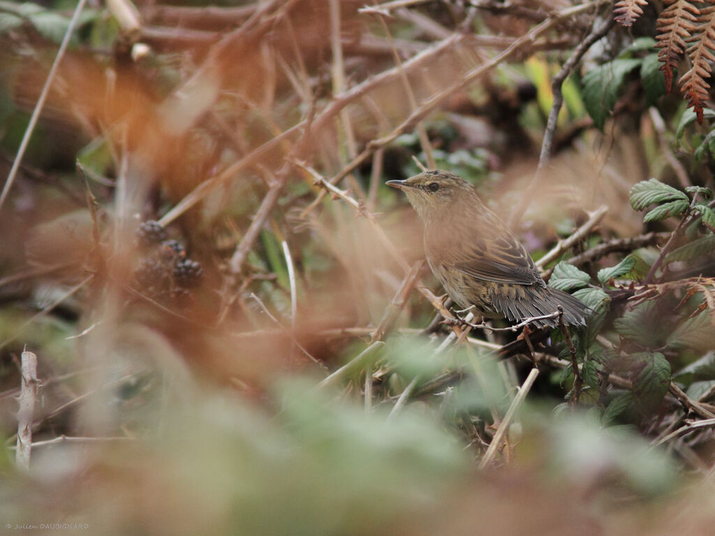 Locustelle lancéolée, identification