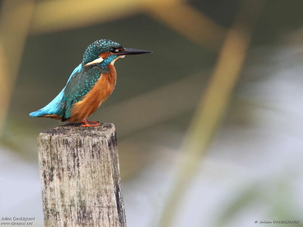 Common Kingfisher male adult, identification