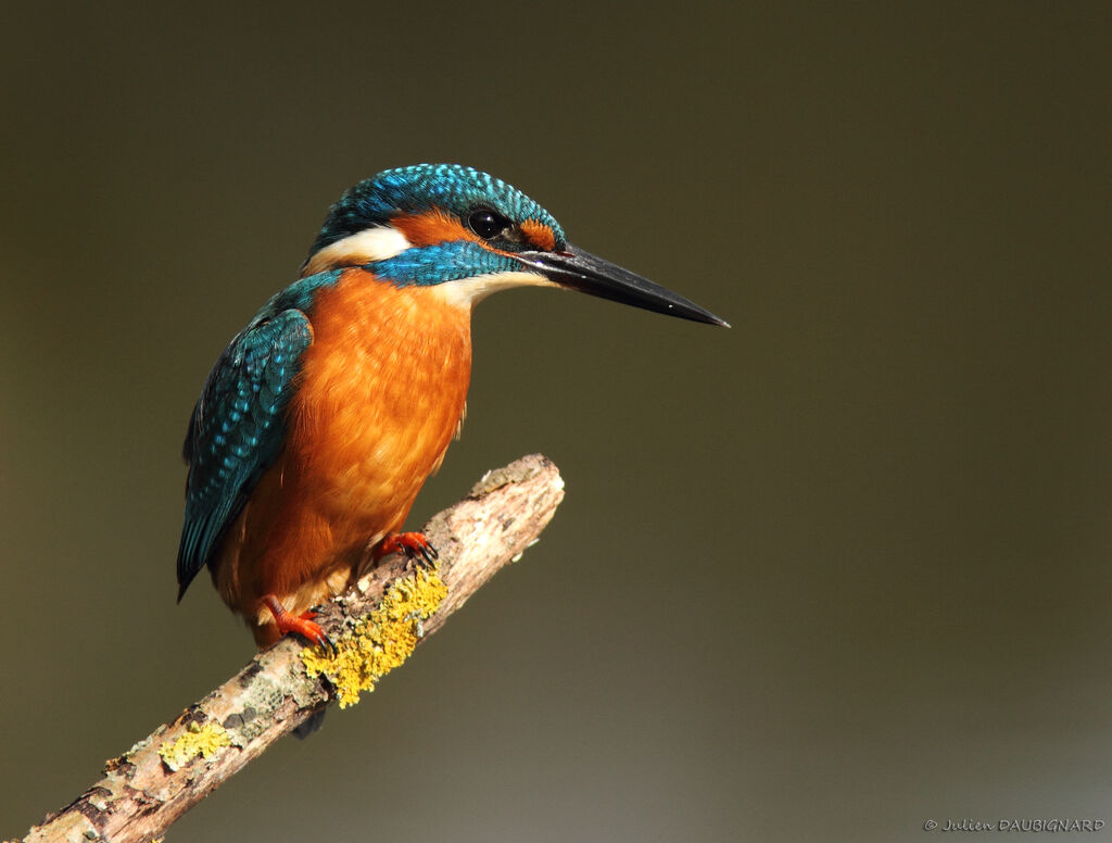 Common Kingfisher male, identification
