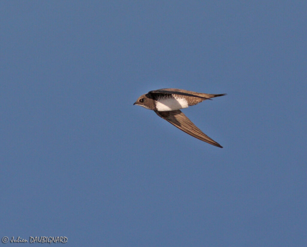 Alpine Swift, Flight