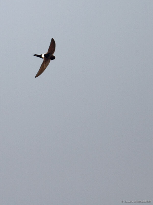White-rumped Swiftadult, Flight