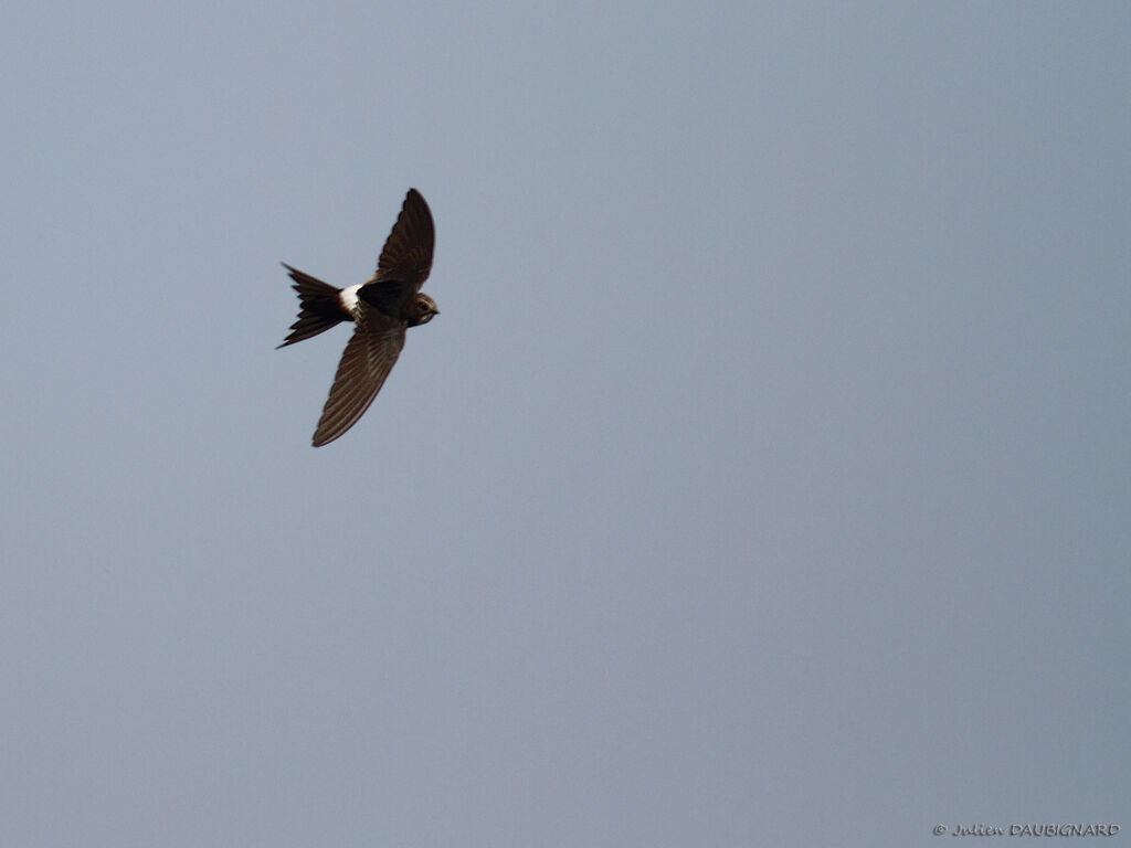 White-rumped Swiftadult, Flight