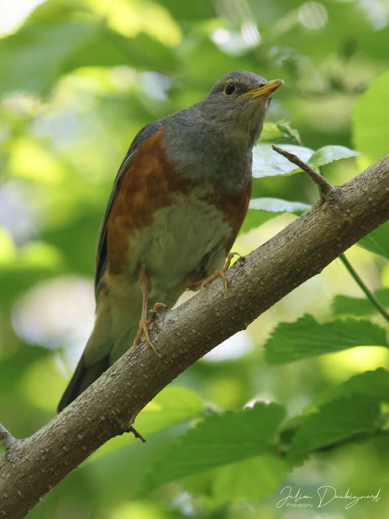 Grey-backed Thrush, identification
