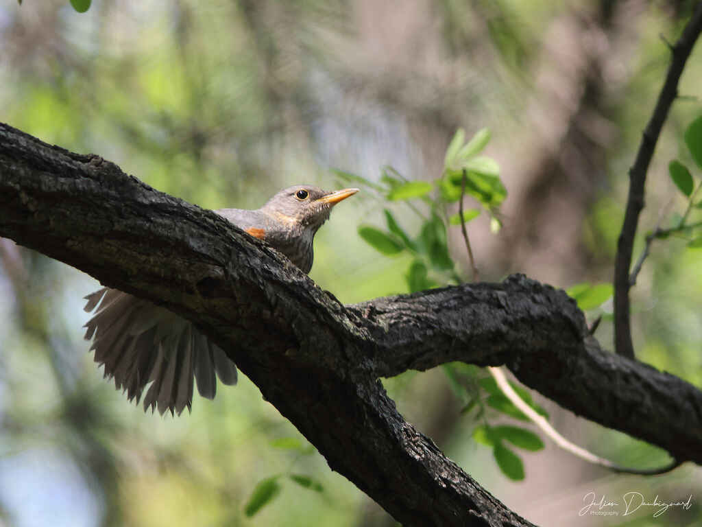 Grey-backed Thrush