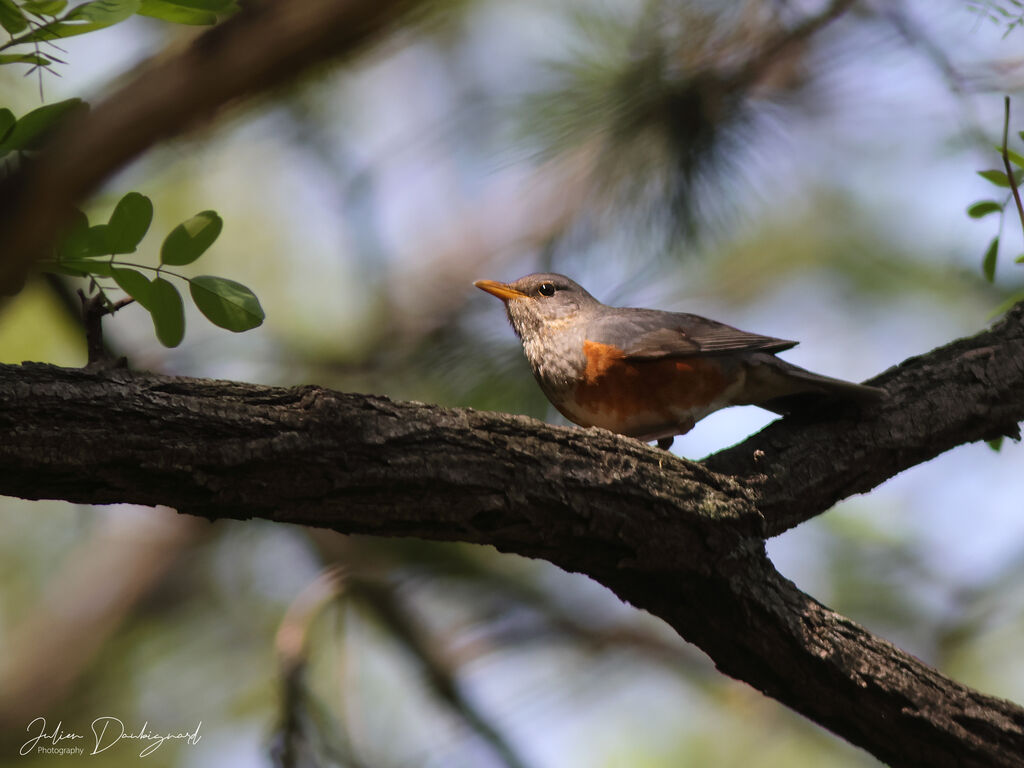 Grey-backed Thrush, identification