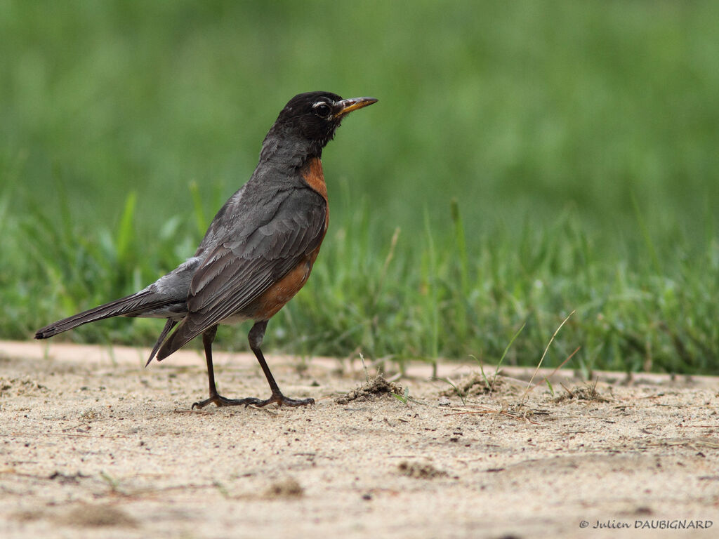 American Robin male adult, identification