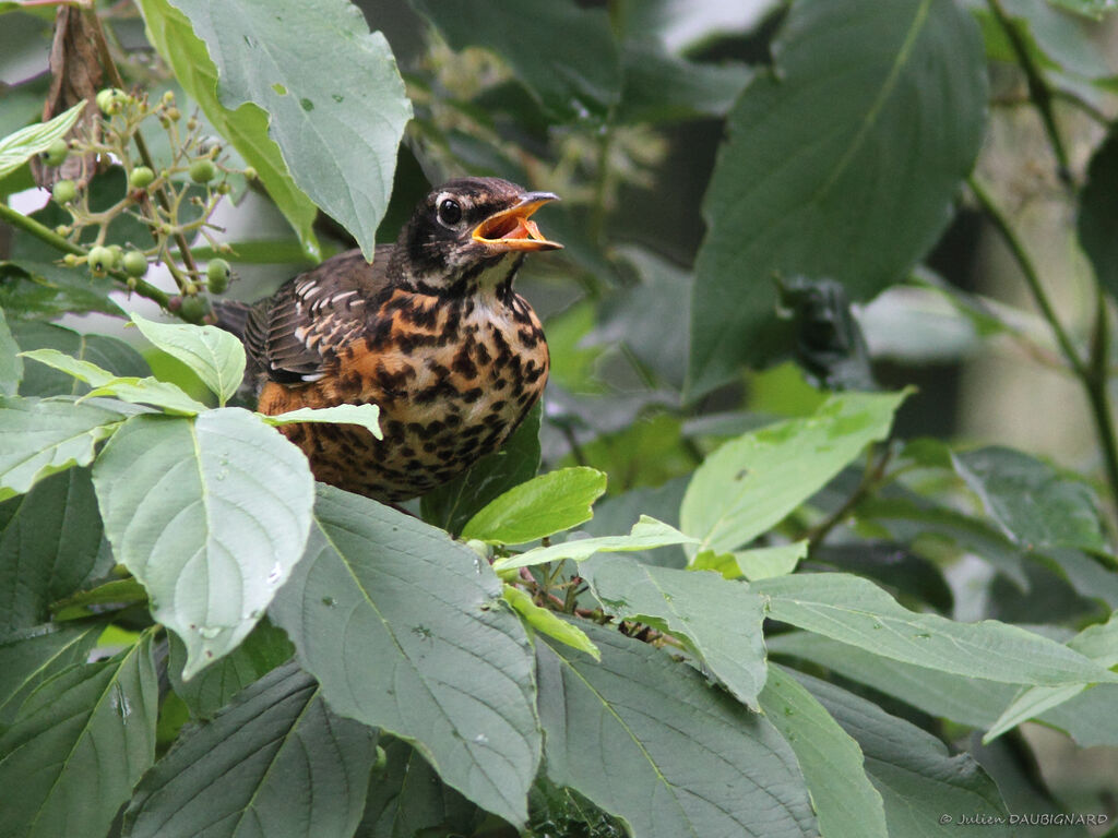 American Robinjuvenile, identification