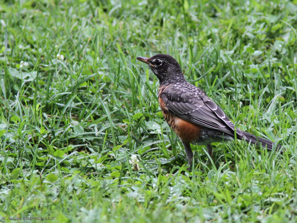 American Robinjuvenile, identification