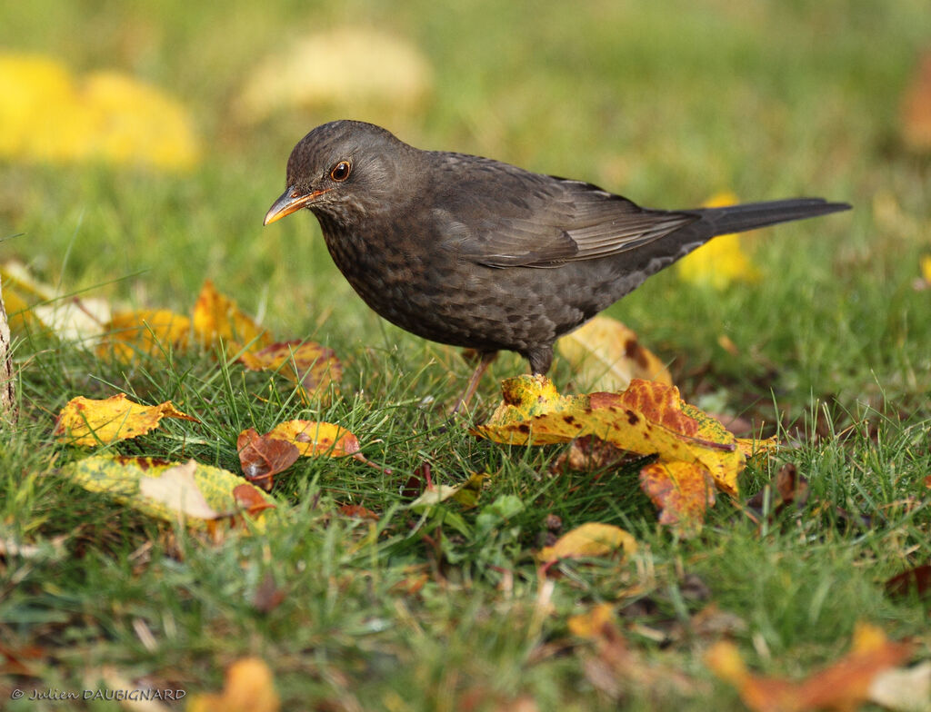 Common Blackbird female, identification