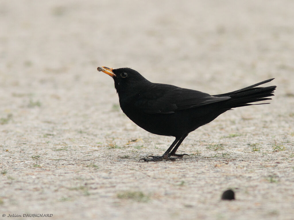 Common Blackbird, identification