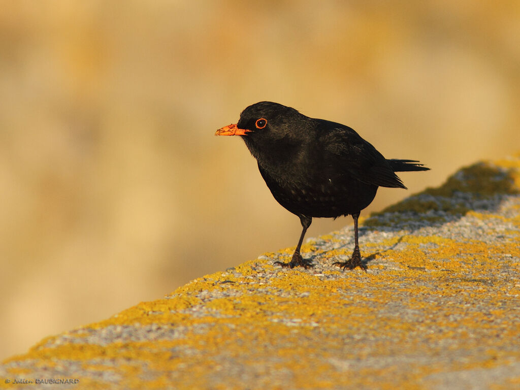 Common Blackbird, identification