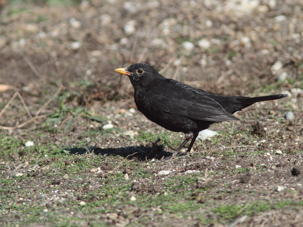 Common Blackbird male, identification