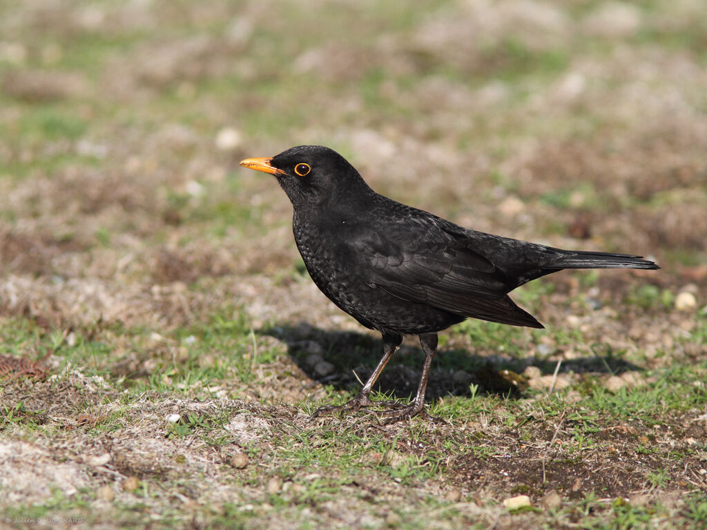 Common Blackbird male, identification