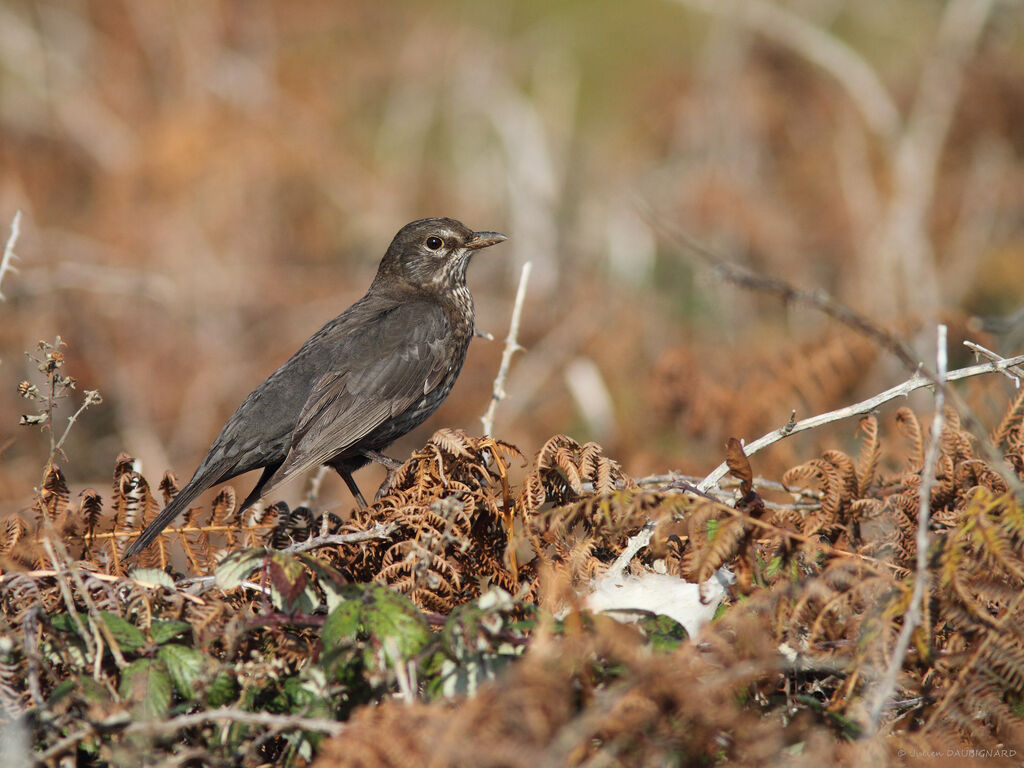 Common Blackbird female, identification