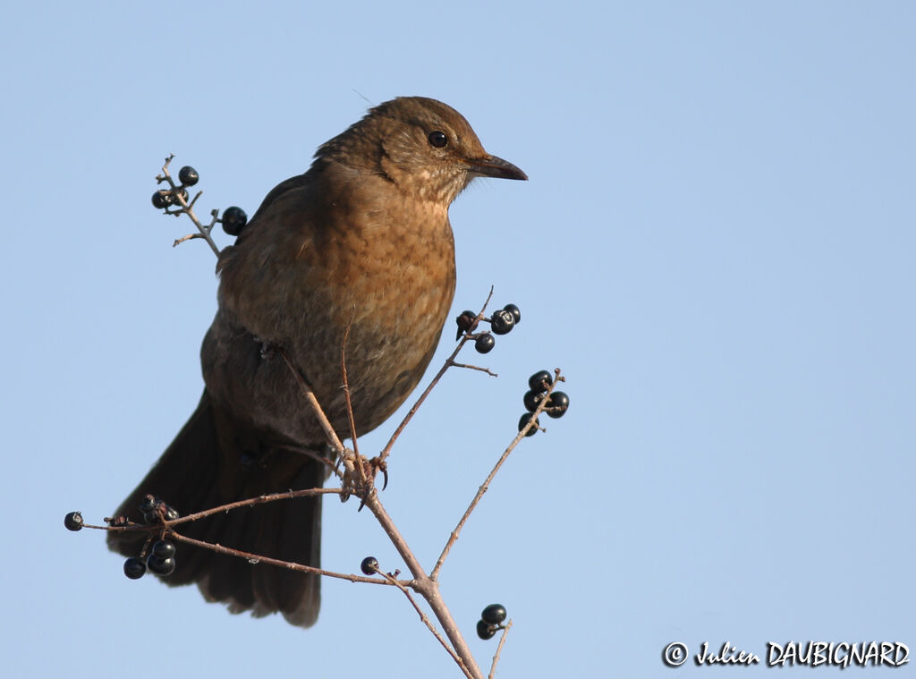 Common Blackbird female, identification