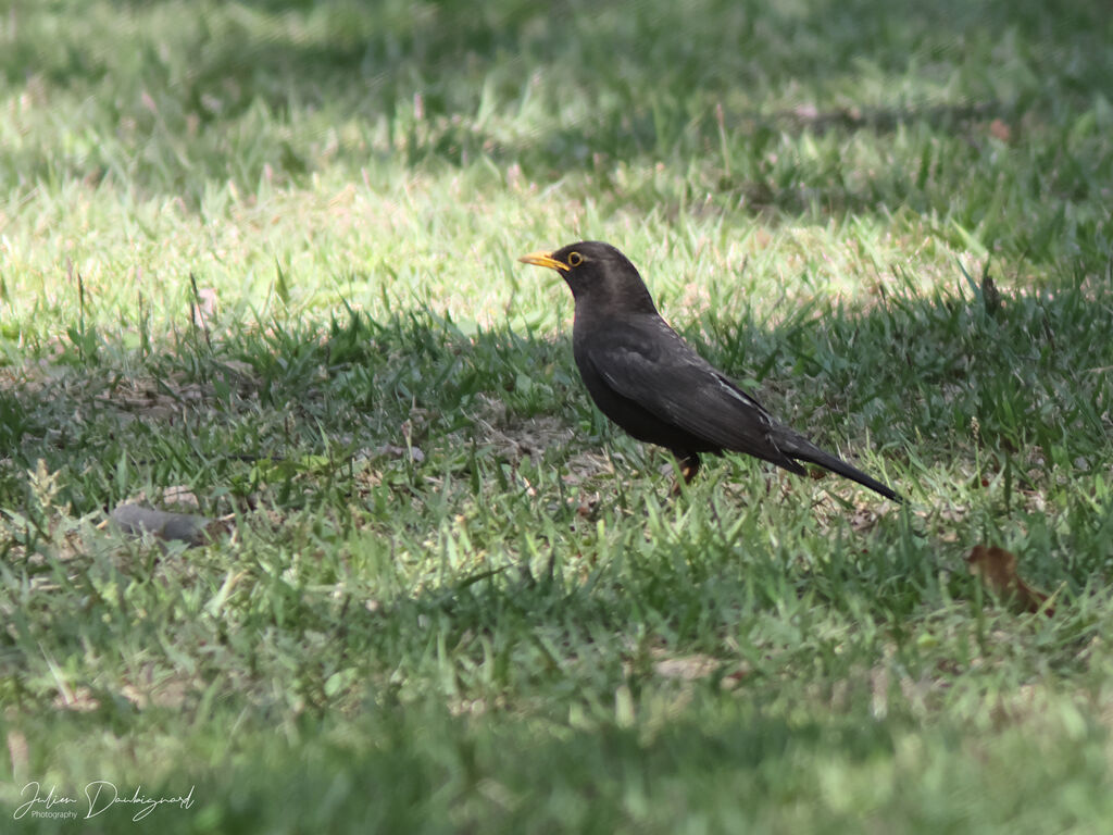 Chinese Blackbird, identification