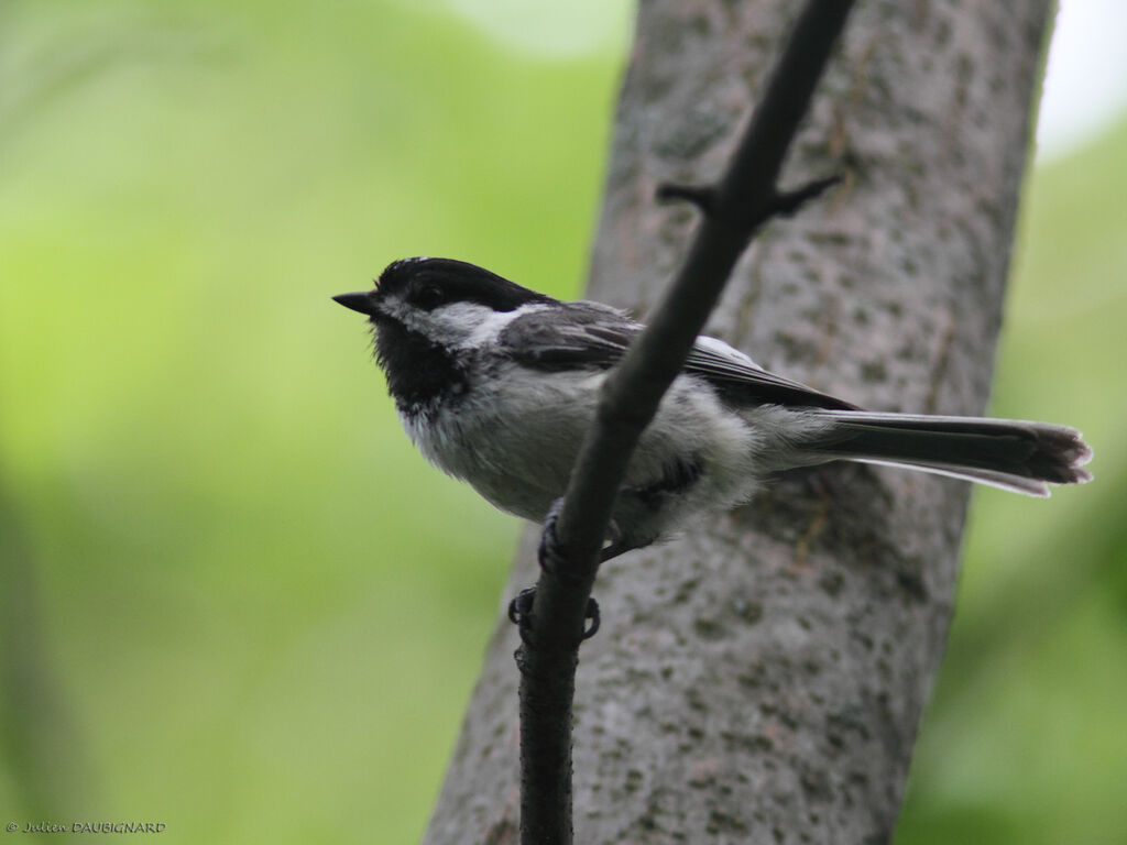 Mésange à tête noire, identification