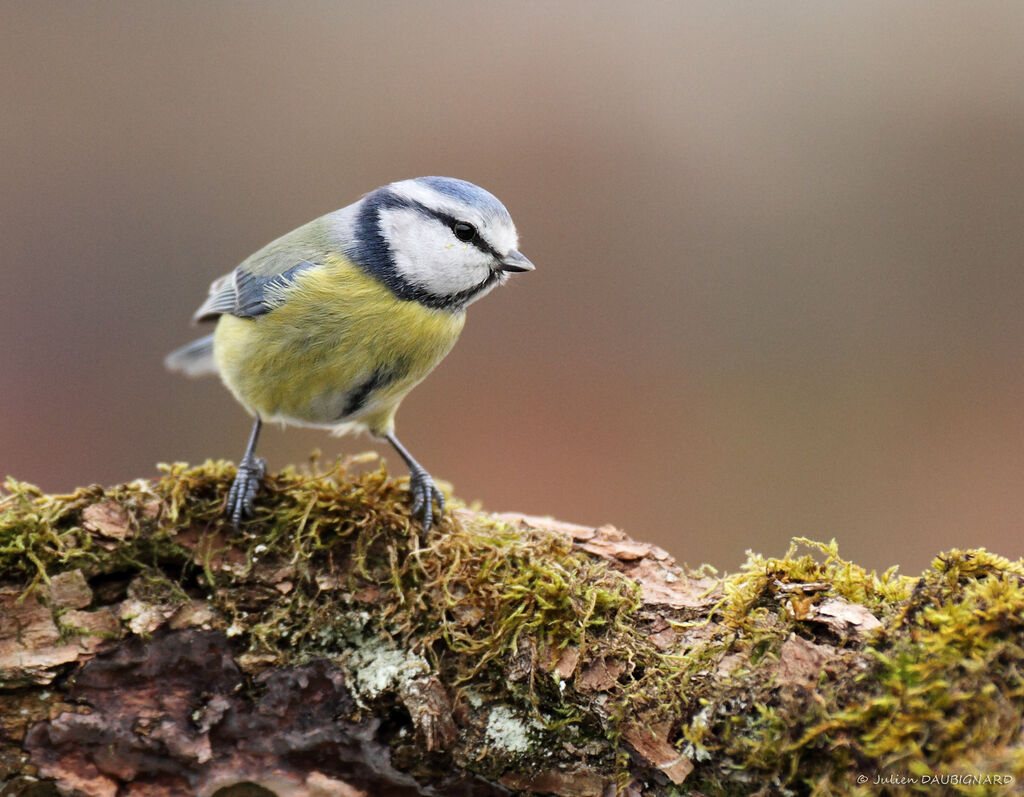 Eurasian Blue Tit, identification